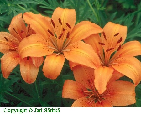 Lilium Hollandicum-Ryhm 'Orange Pixie'